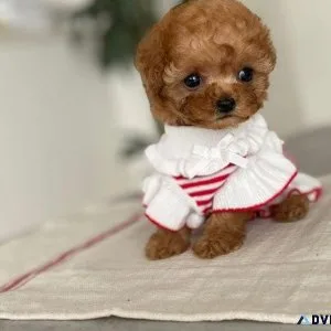 Male asian teacup poodle