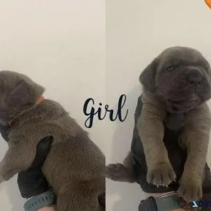 Cane Corso puppies