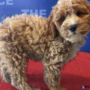 Adorable Cavapoo pups