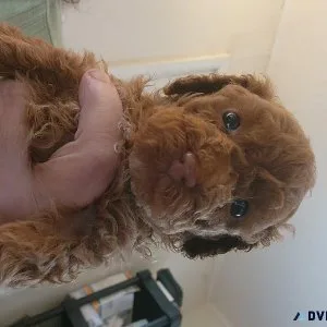 Akc toy poodles