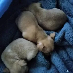 Chihuahua pups for sale