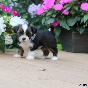 Lovely Shorkie puppies for sale