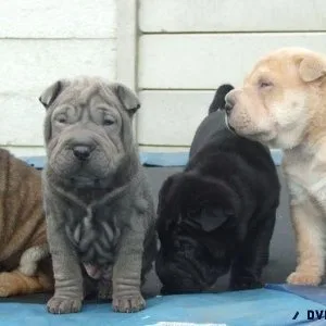 Healthy Wrinkled Shar Pei Puppies