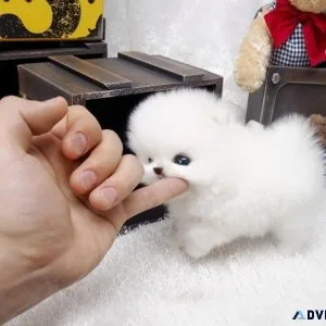Healthy Micro Teacup Pomeranian puppies for sale