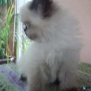 EXCEPTIONAL HIMALAYAN KITTEN