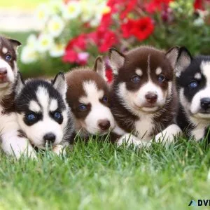 Siberian Husky Puppies Available