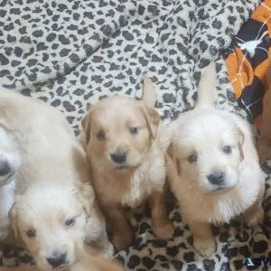 Golden Retriever puppies