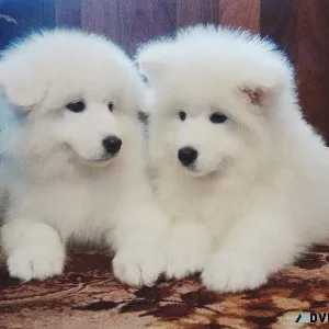 Lovely Samoyed puppies