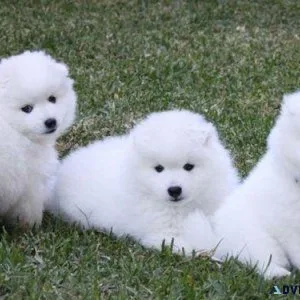 Japanese Spitz puppies