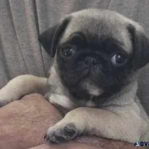 AKC Pug Puppies
