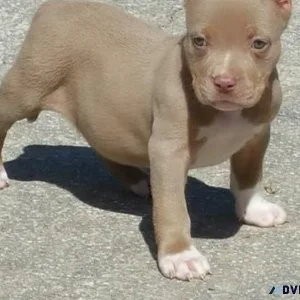 AKCUKC American Pit Bull Terrier Puppies for sale