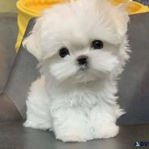 Healthy Teacup Maltese puppies ready to go now