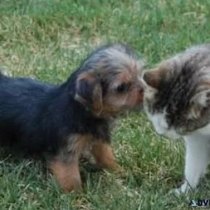 Well Socialized Norfolk Terrier puppies for sale