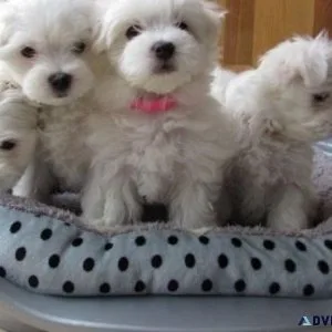 AKC Maltese puppies for sale