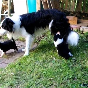 Home raised Border Collie puppies for sale.
