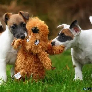 FOX TERRIER PUPPIES