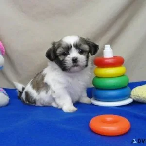 Adorable SHIH TZU PUPPIES 