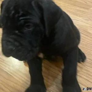Gorgeous Neapolitan Mastiff puppies for sale