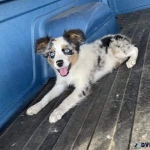 Miniature Australian Shepherd