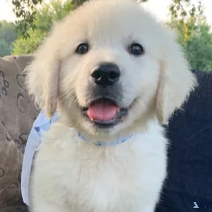 My golden retriever had puppies that are in need of a new home