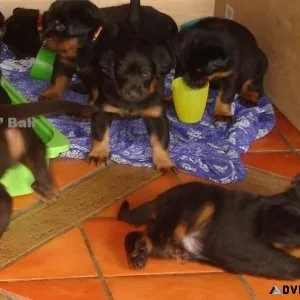 Home raised Beauceron puppies for sale.