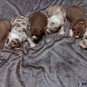 Pocket American bullies