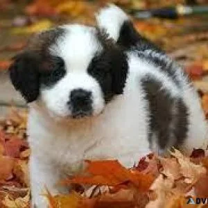 Saint bernard