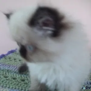 AFFECTIONATE SEALPOINT HIMALAYAN KITTEN