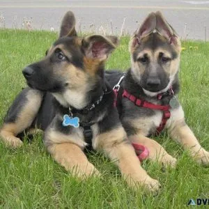 German Shepherd Puppies