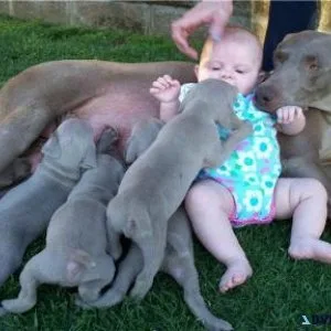 Jovial Weimaraner Puppies