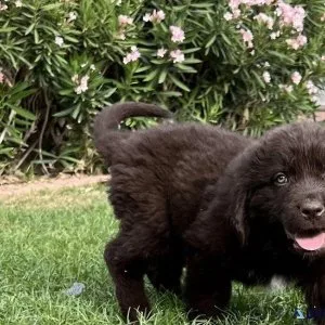 Well Socialized Newfoundland puppies