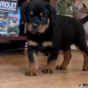 Full German Rottweiler puppies for sale.