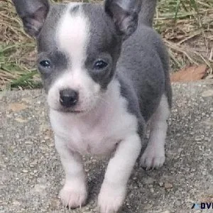 Chihuahua