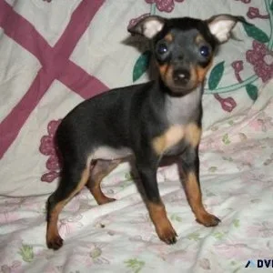 Gorgeous Miniature Pinscher Puppies for sale