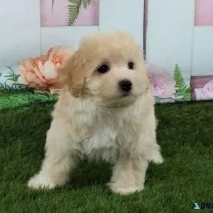 Male and female Maltipoo Puppies for sale.