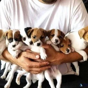 American Jack Russel Puppies