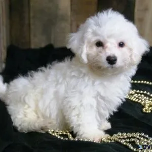 Beautiful Bichon Frise puppies for sale