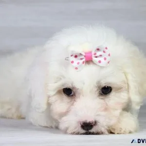 Maltipoo Magic Puppies Available Now