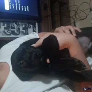 Black lab mix puppies