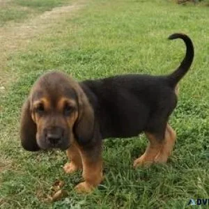 Very intelligent Bloodhound puppies for sale.