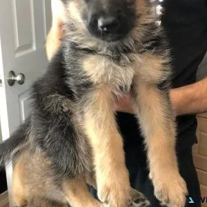 AKC German Shepherd Puppies for sale.