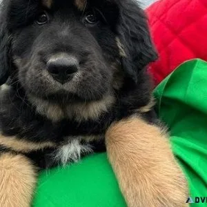 Adorable Tibetan Mastiff puppies for sale