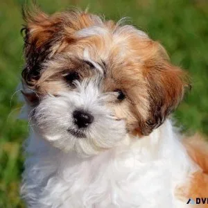 Teddy bear pups