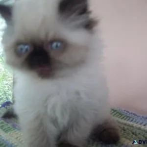 CUDDLY HIMALAYAN KITTEN