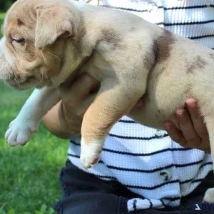 Gorgeous Olde English Bulldogge puppies