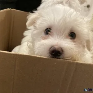 Maltese male puppy 8 weeks old