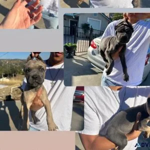 Cane corso puppies