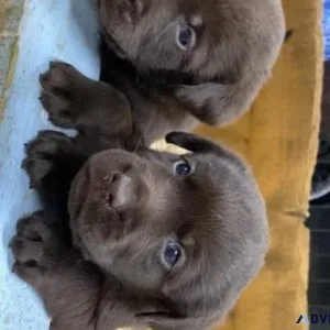 Charcoal and Silver labs