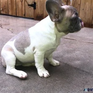 Frenchie lookin  4 the  perfect forever home