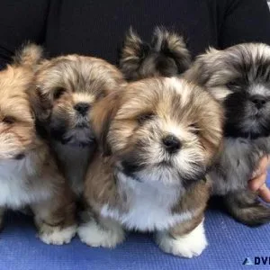 Very Beautiful Lhasa Apso puppies for adoption